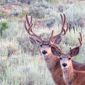 Couple Bucks Shared in the Scouting Photo Contest