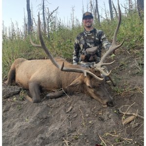 Stick-n-String Bull for muleytail