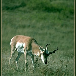 pronghorn8.jpg