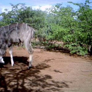 Trailcam Kudu Bull. South Africa