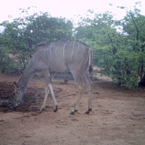 Trailcam Kudu herd. South Africa