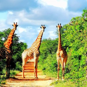 Giraffe. South Africa