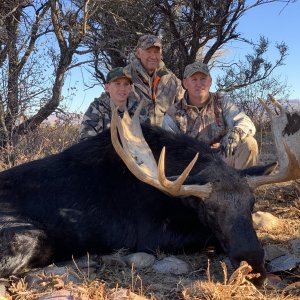 Utah Trophy Bull Moose