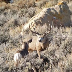 Great Looking Trophy Muley