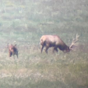 Elk 2 8-28-22.jpg