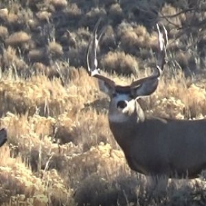 RV buck1.jpg