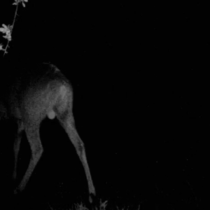 Kudu Bull at night._mafojani(480P).mp4