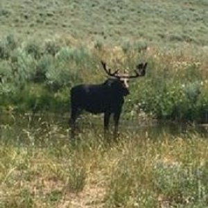 '17 Elko, NV moose.jpg