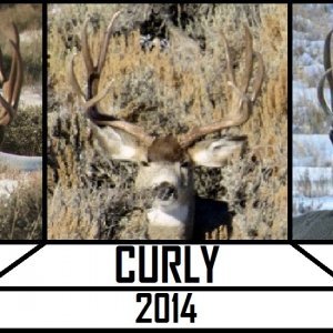 Curly Buck.jpg