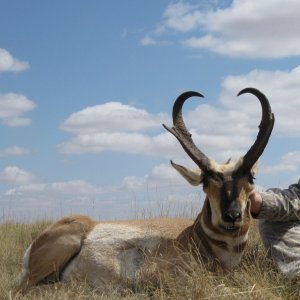 Antelope.JPG