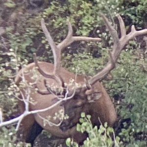 Huge Velvet Bull