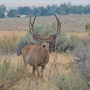 Good Looking Velvet Buck