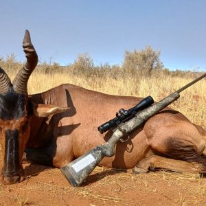 hartebeest reduced.jpg