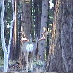 deerzilla photos 005.jpg