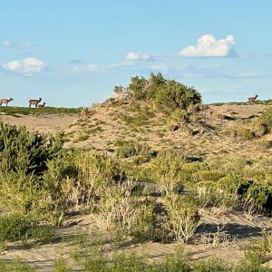 elk in dunes.jpg