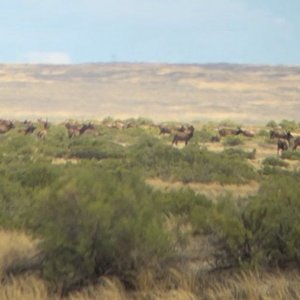 group of elk.jpg