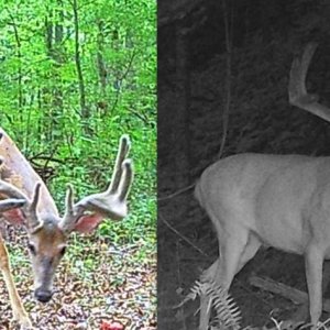 2024 Big Buck Comparison.JPG