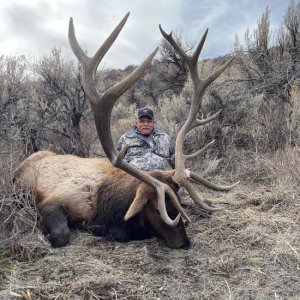 Nevada Bull.JPG