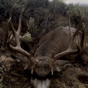 2024 Idaho Deer only.jpg