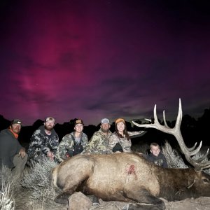 2024 Utah Bull Elk