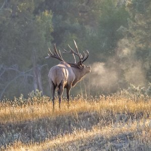Rocky Mt. Elk September 2019