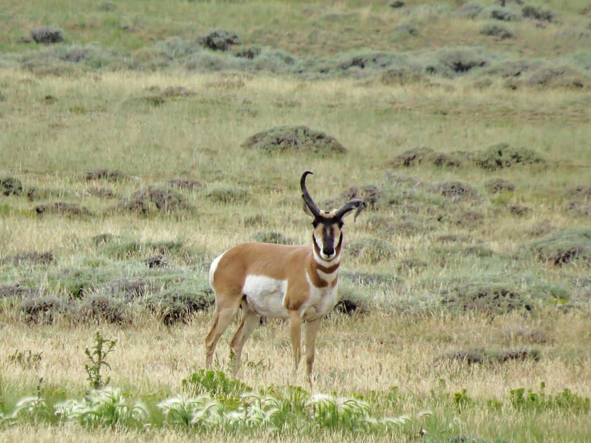 Antelope bucks 016.JPG