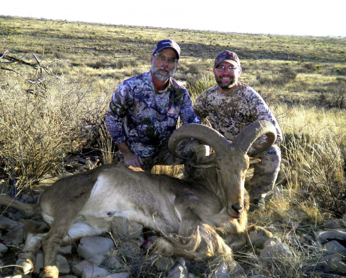 aoudad3.jpg