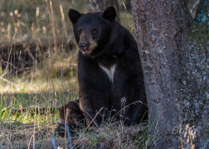 Bear September 2016 a-8772.jpg