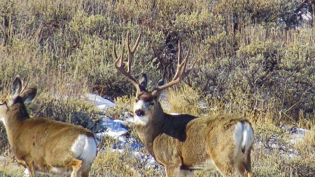 Big Buck called Cyclops