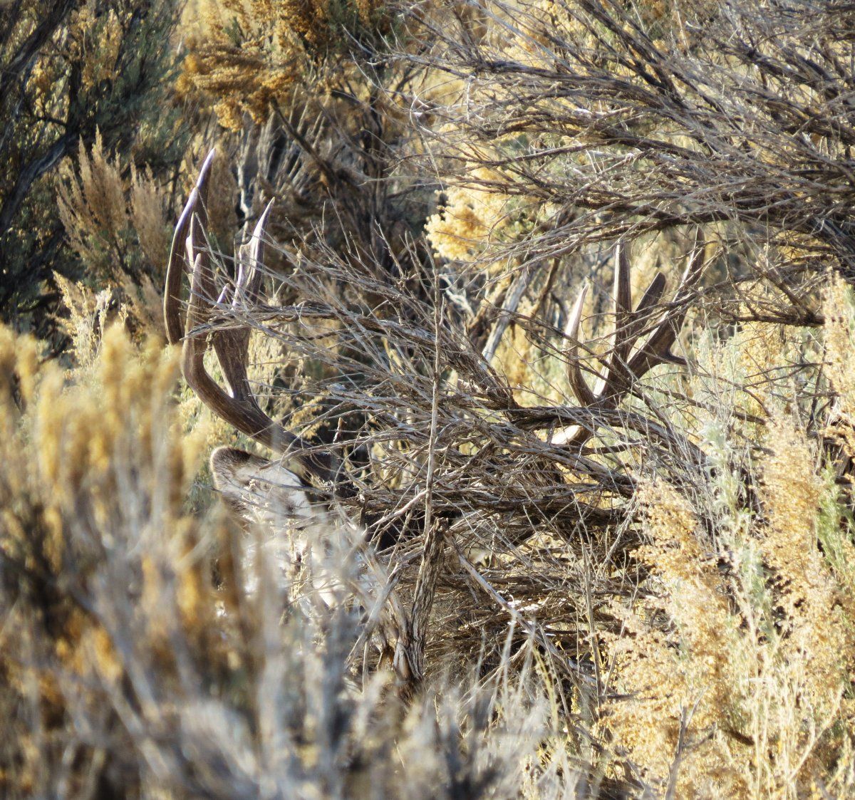 Big Buck in the Brush