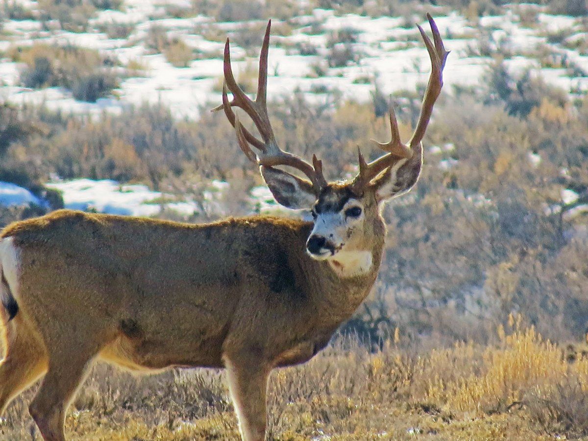 Big Buck!