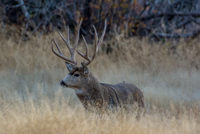 Big Tall Trophy Mule Deer