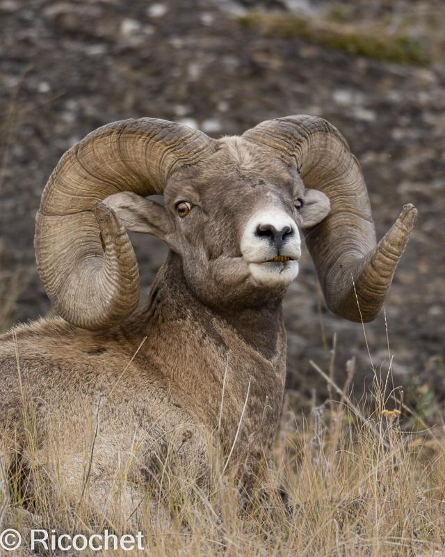 Bighorn with Attitude