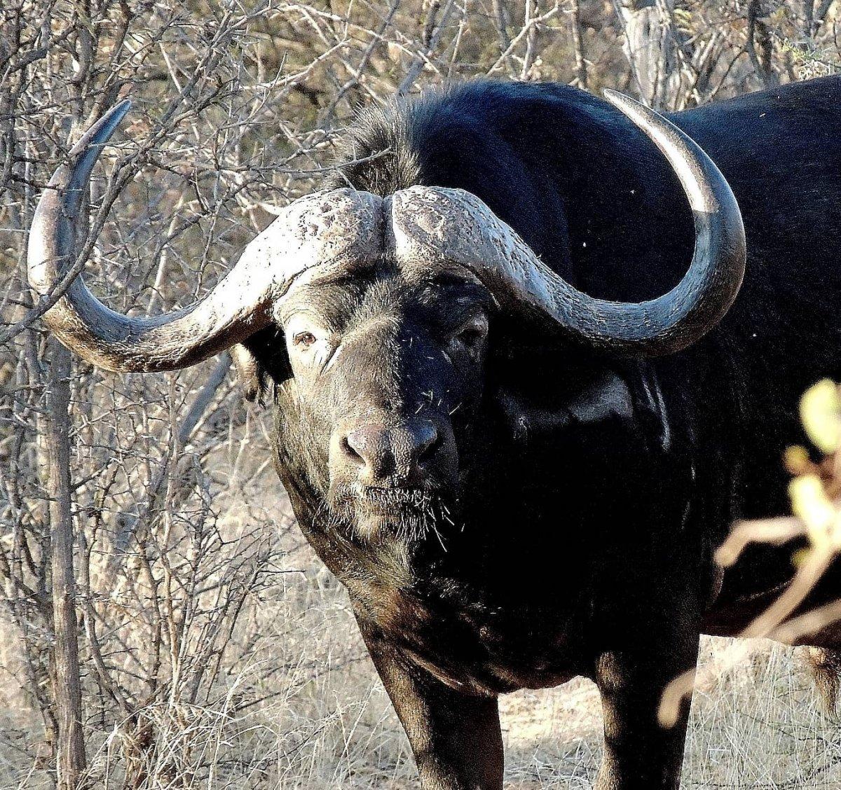 Buffalo in the brush.jpg