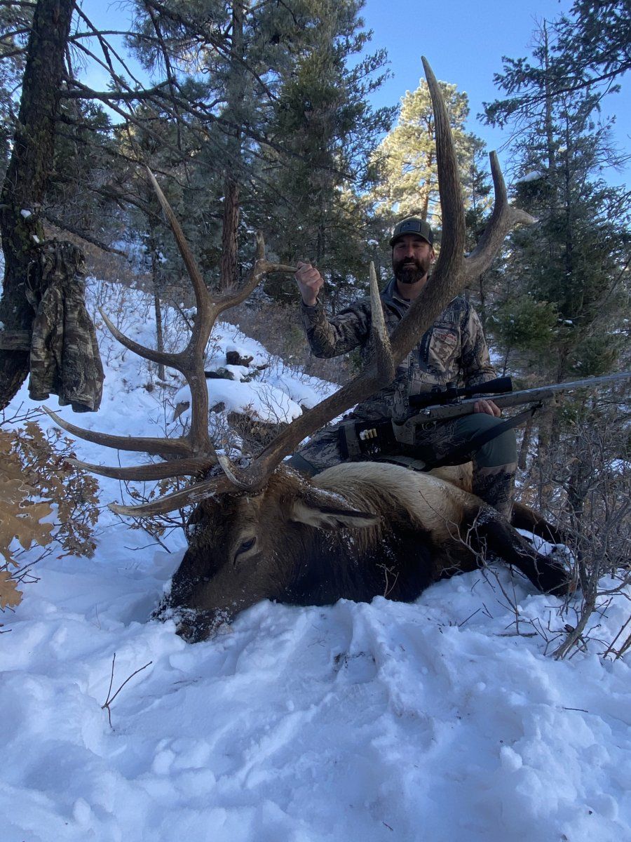 Bull Elk 3.JPG