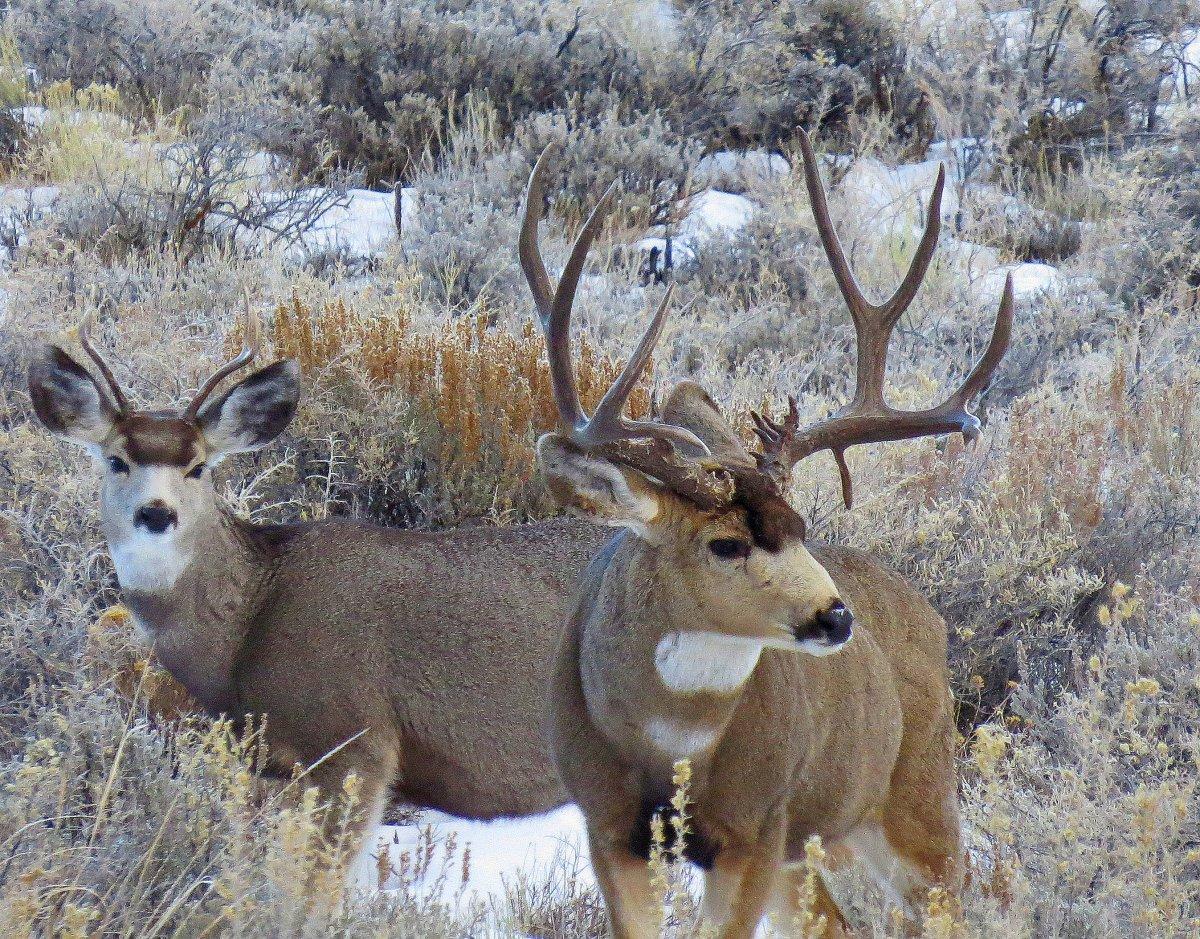 Cool Droptine Buck