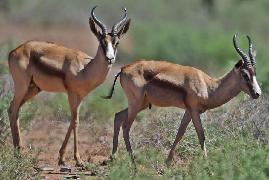 Copper-Springbok.jpg