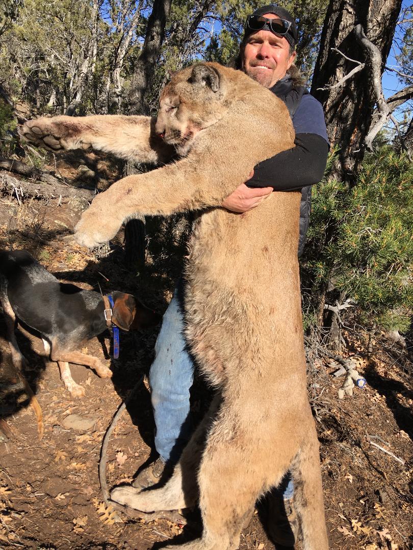 Cougar Dieringer Outfitters Arizona
