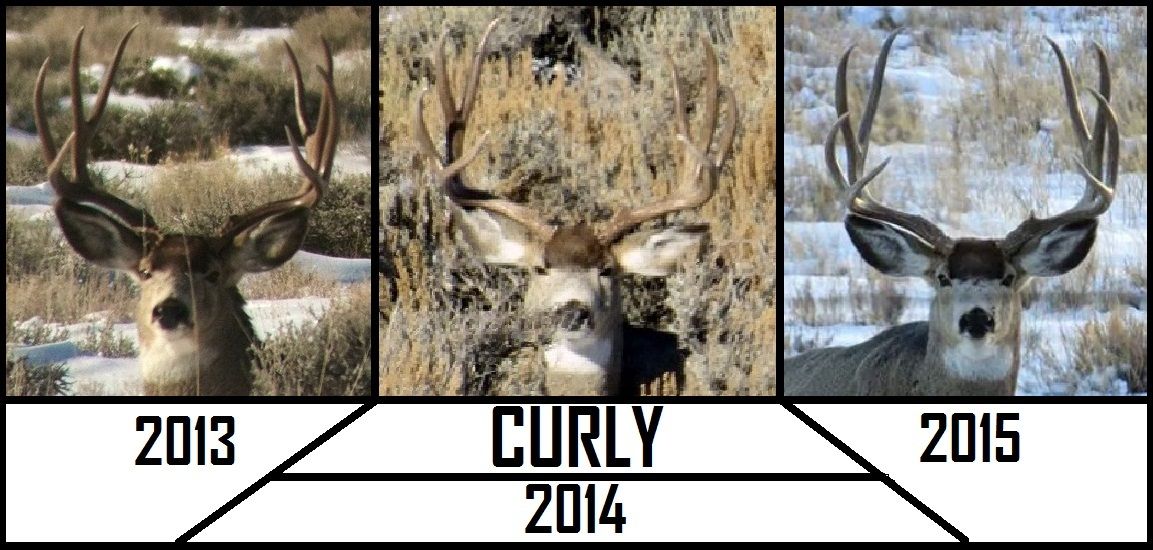 Curly Buck.jpg