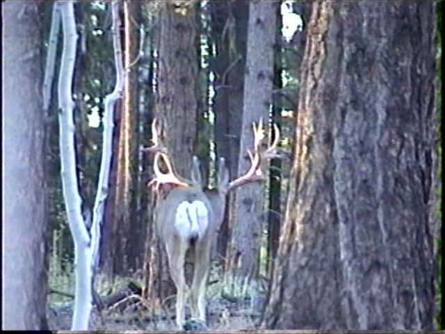 deerzilla photos 005.jpg