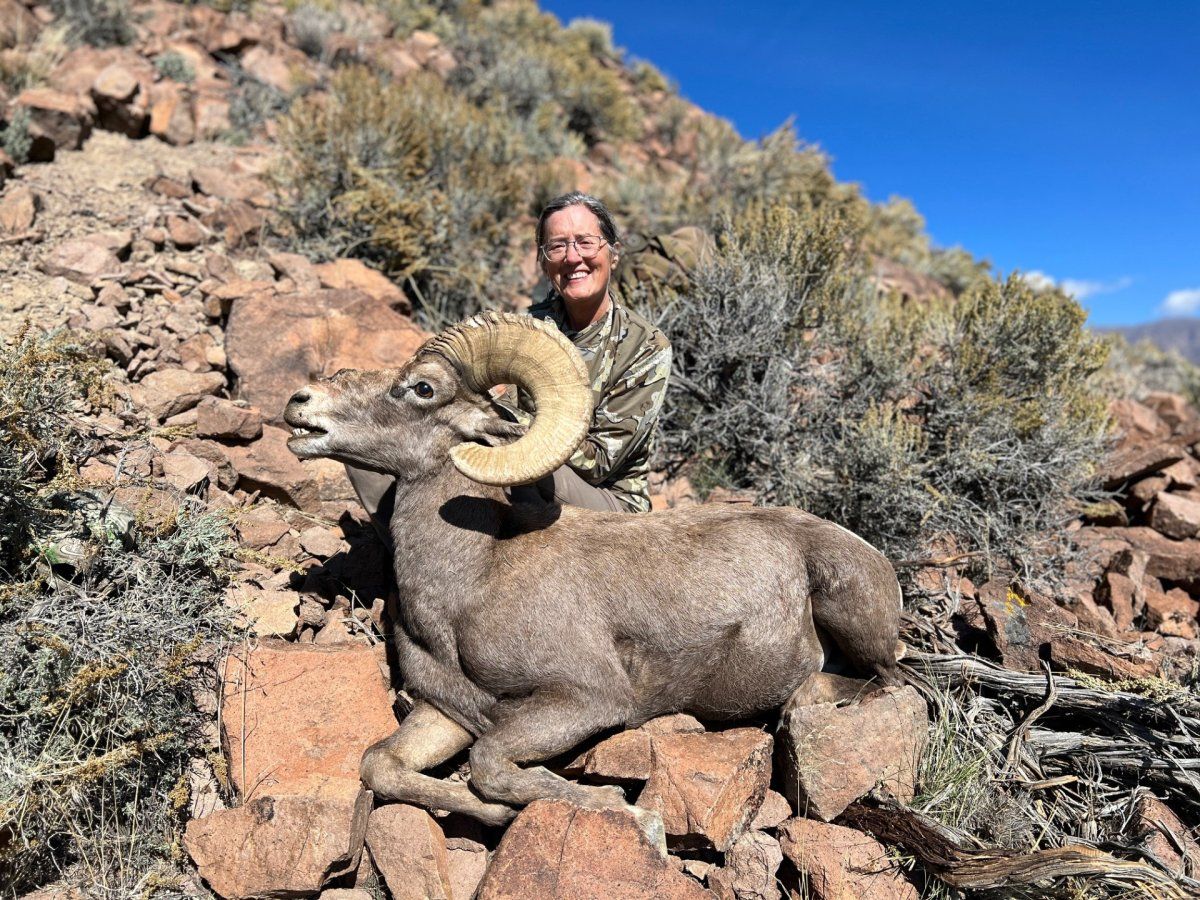 DesertBighornSheep.jpg