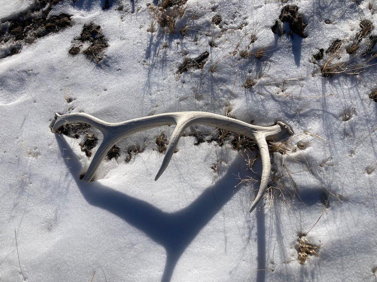 elk antler - 1.jpeg