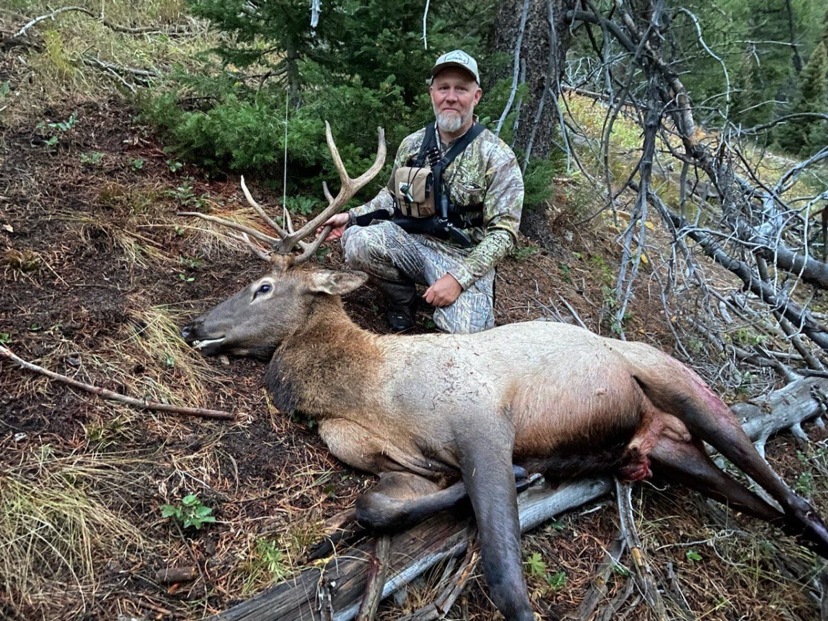 First Archery Bull