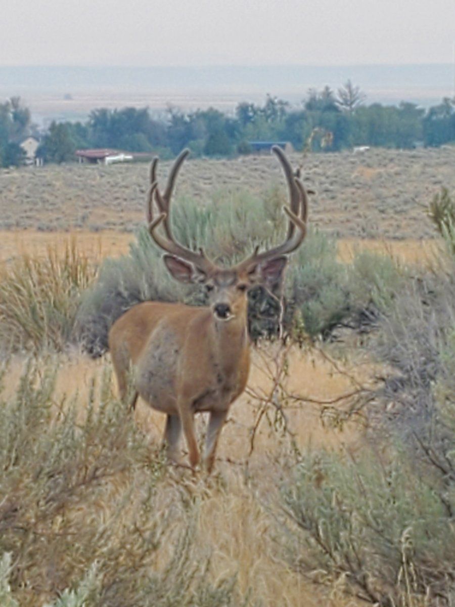 Good Looking Velvet Buck