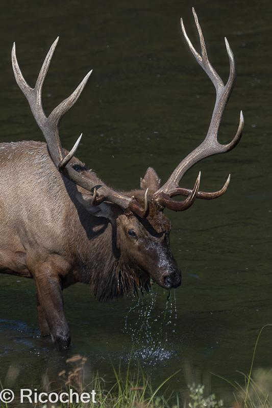 Great Looking Big Bull