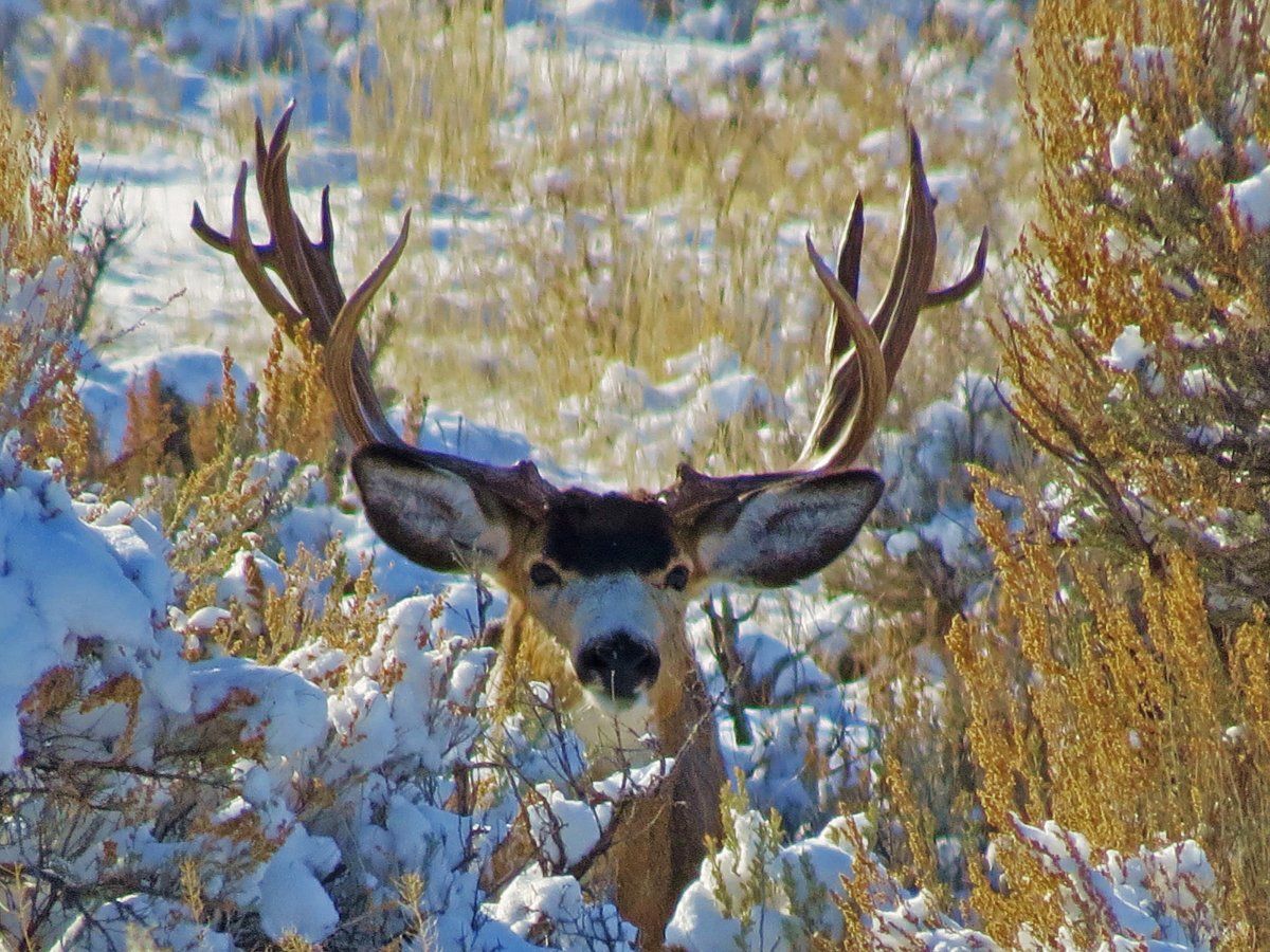 Great Looking Buck