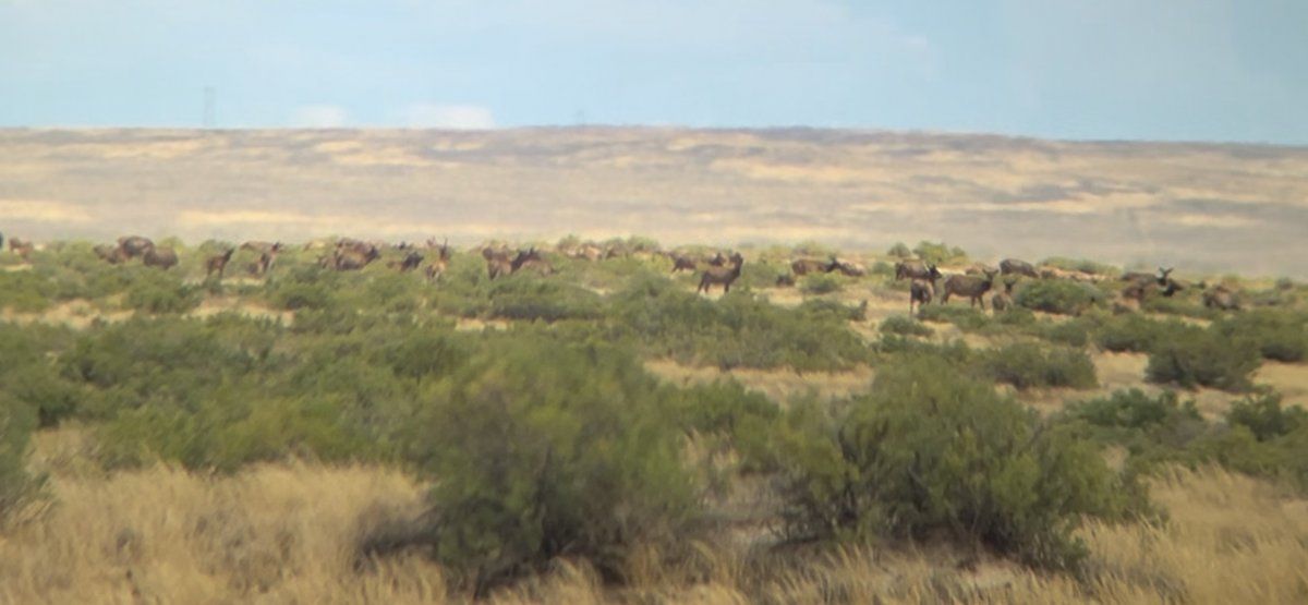 group of elk.jpg