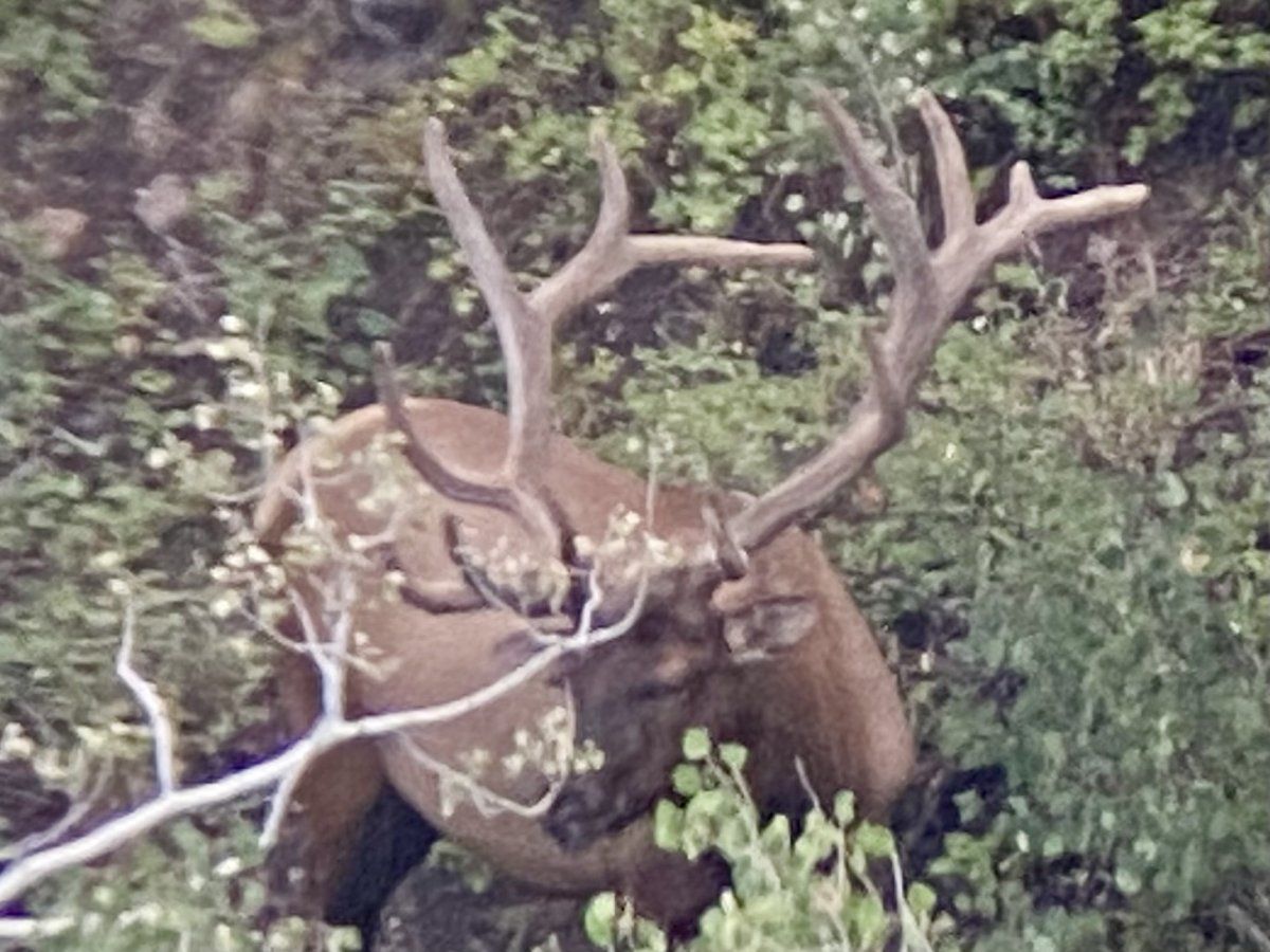 Huge Velvet Bull