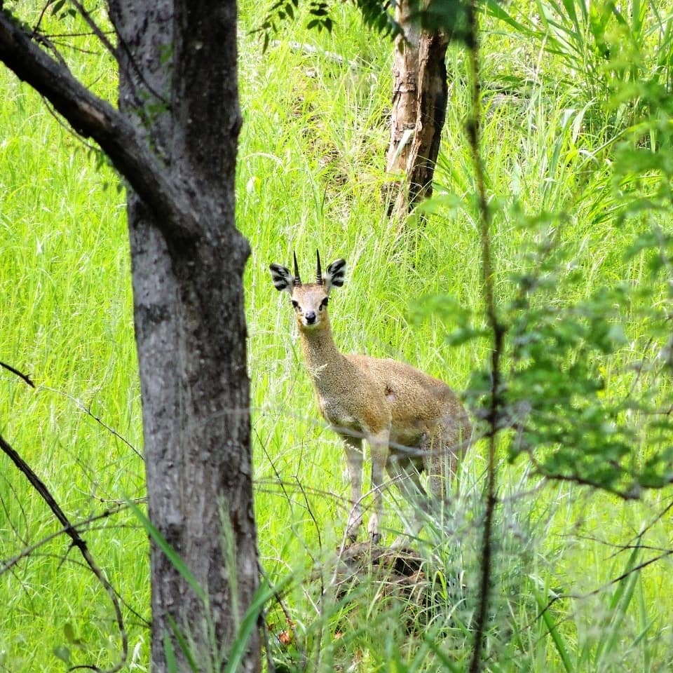 Klipspringer. South Africa