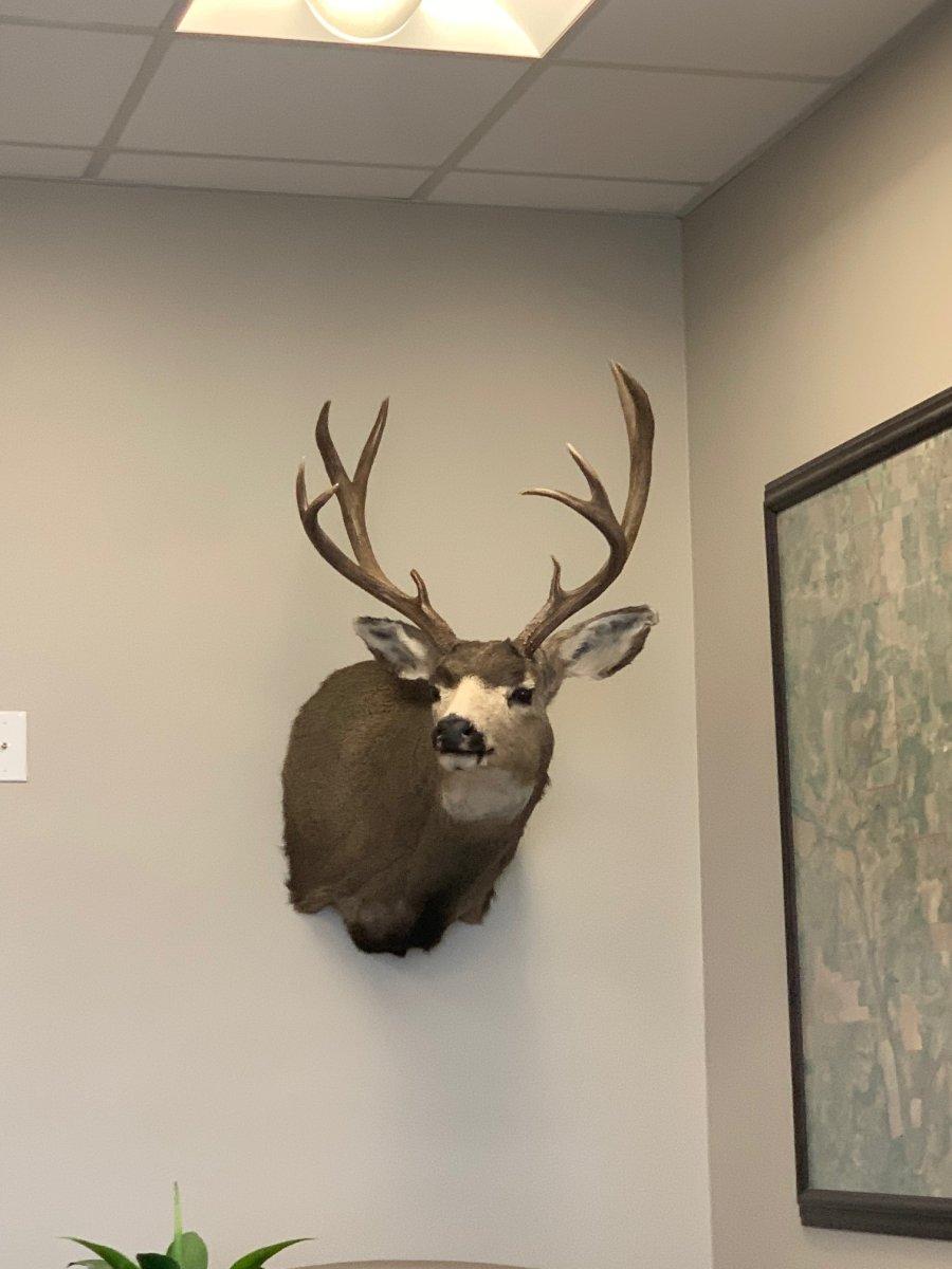 muley mount.jpg